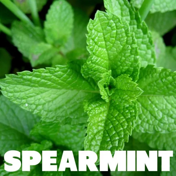 [4438] ePuff Concentrate - Spearmint 10 ml.